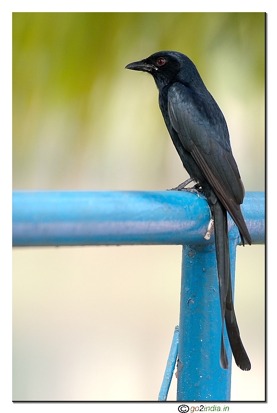 Black Drongo shot from Canon 100-400 L IS on 20D