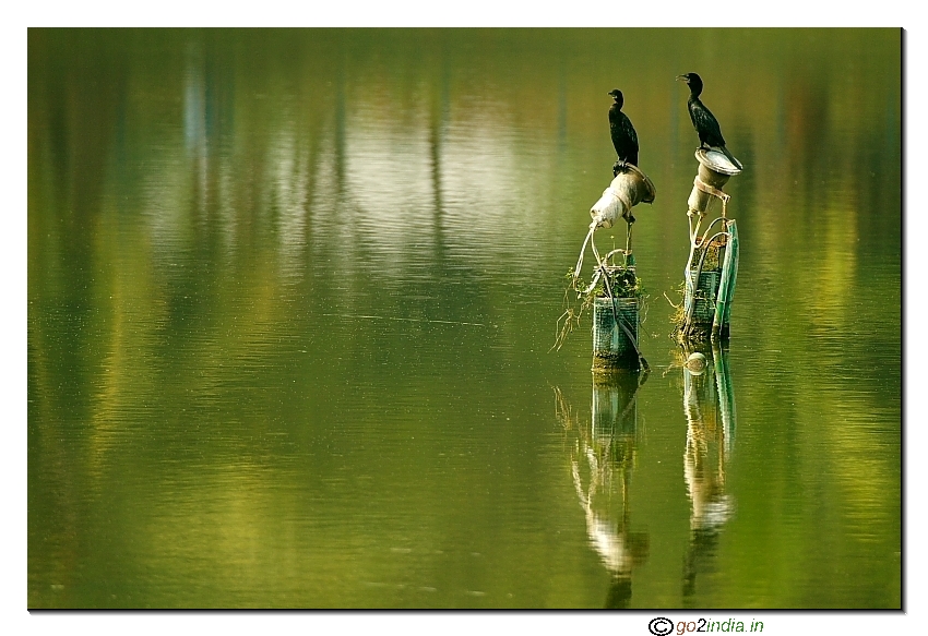 Little cormorant sitting at the middle of a pond