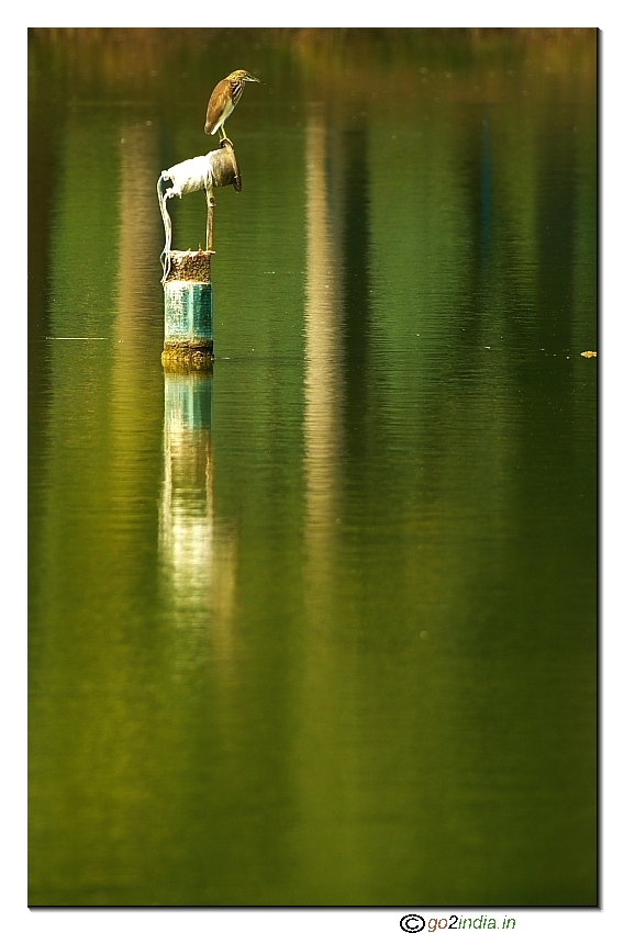 Pond heron from a distance in a lake shot with 100-400 L IS Canon 20D