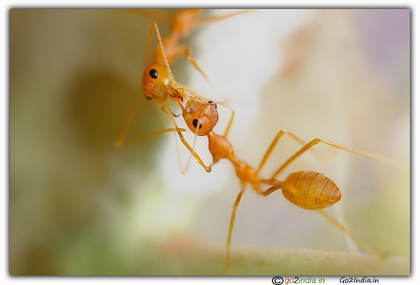 Close up photo of ants 