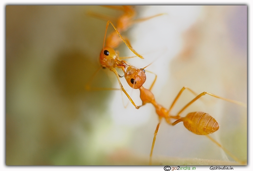 Ants in close up photo
