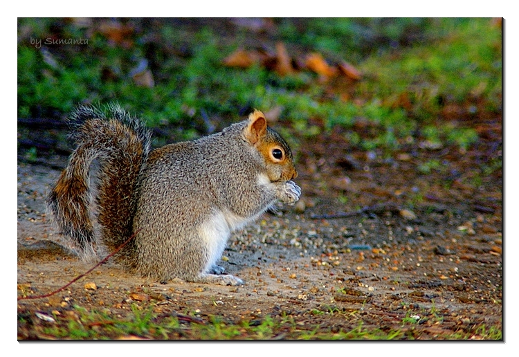 squirrel