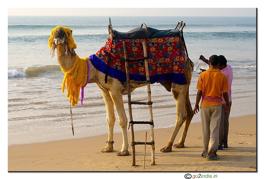 Camel at Puri sea beach 