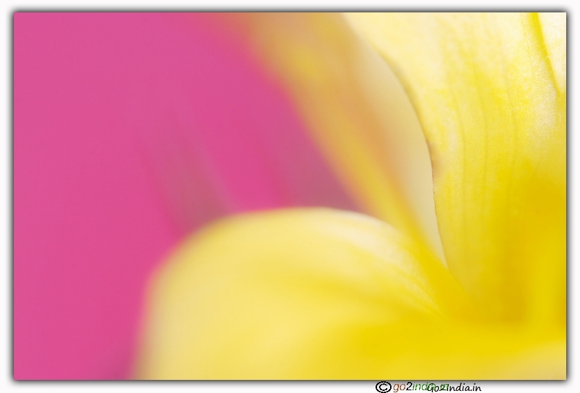 Macro flower abstract with yellow and pink colors