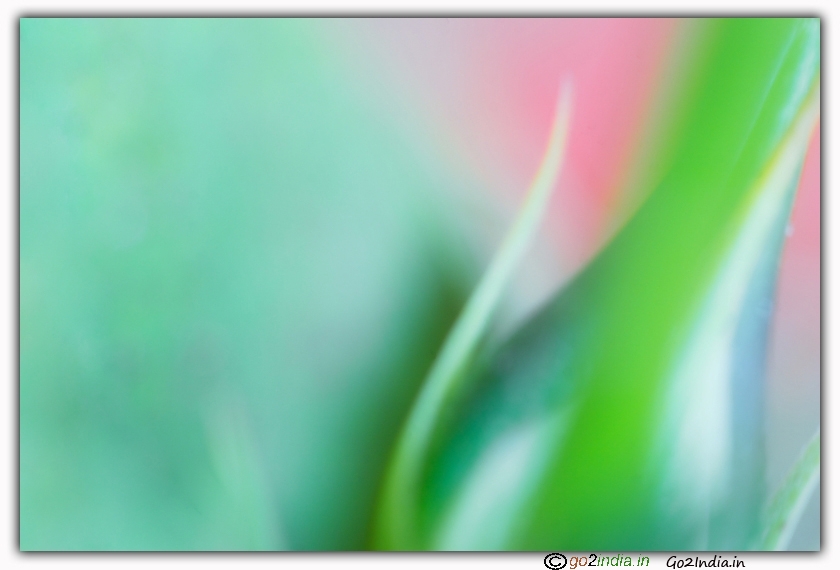 Abstract macro photography of leaves