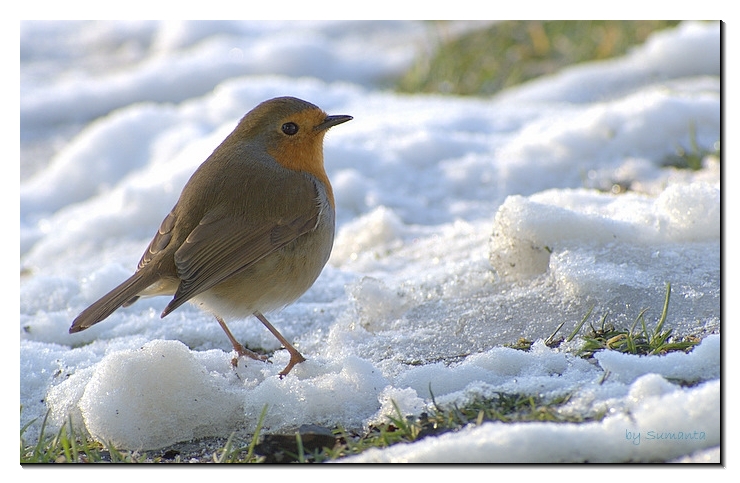 Small bird in Lampton park