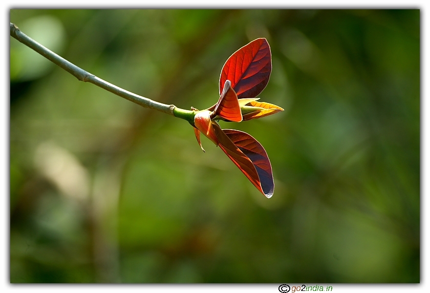wild tree leaves in a jungle