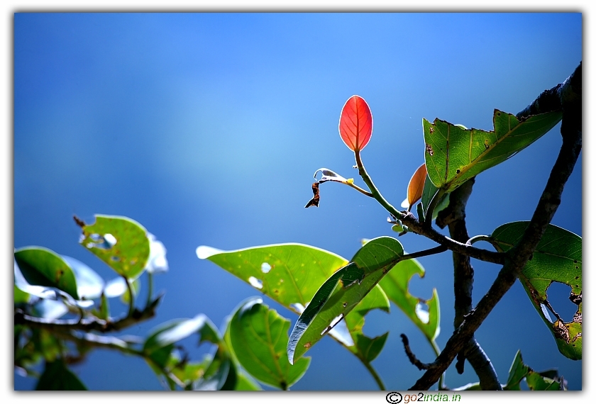 Pinkish red leave in between green leaves with blue background