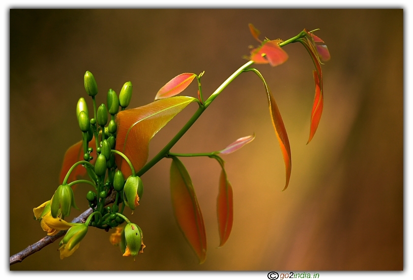 Orange green leaves of a plant in a jungle with painting effect