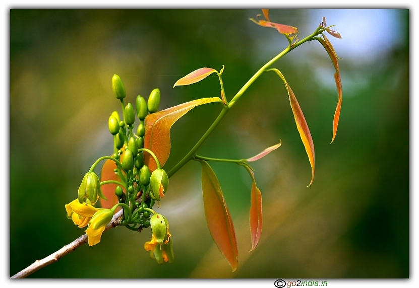 yellow orange and greenish leaves with painting like background 