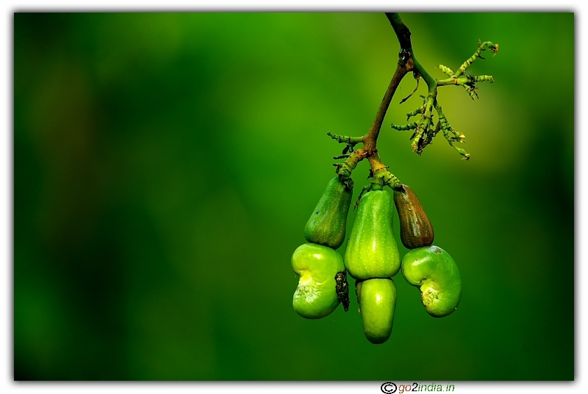 Three cashew nuts on a tree