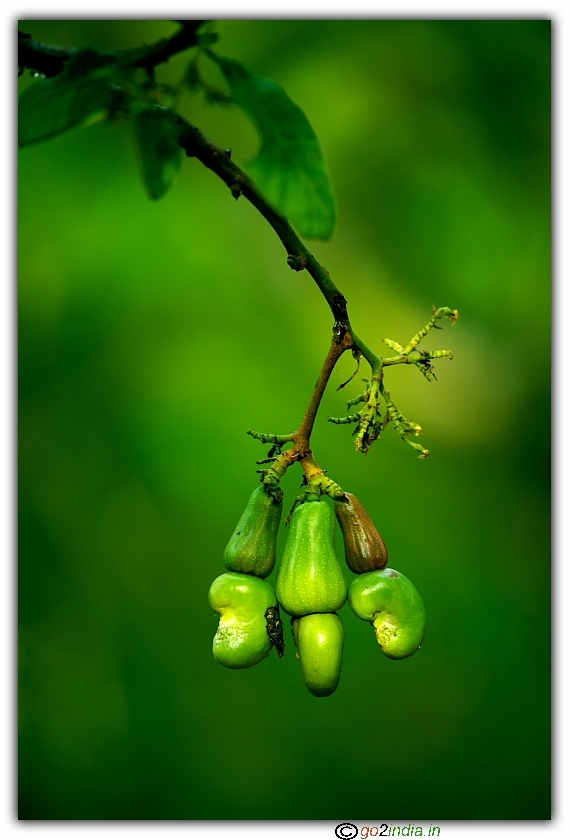 Three cashew nuts on a tree vertically composed