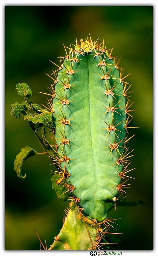 Cactus in a jungle