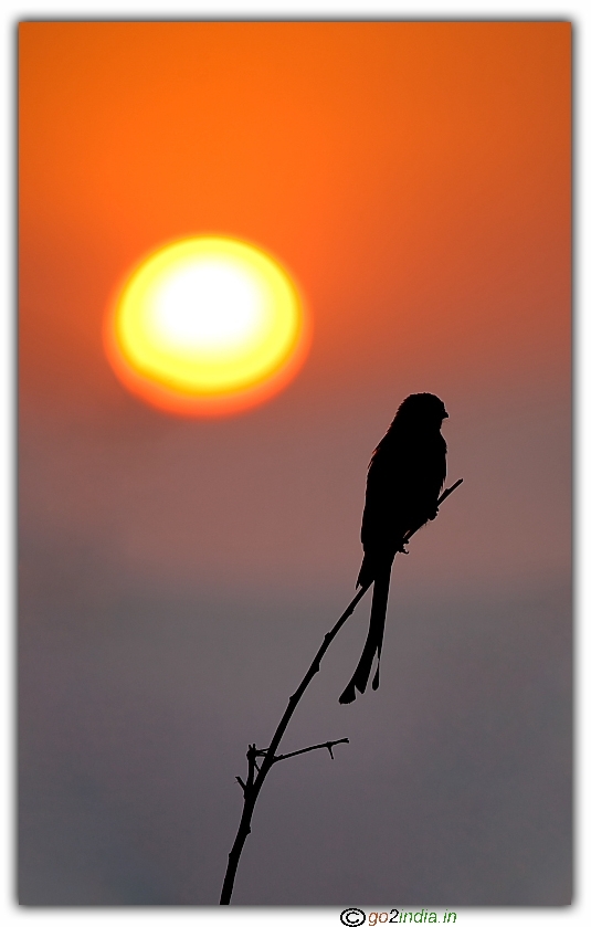 Silhoutte of Black drongo