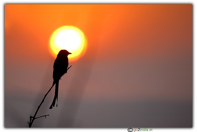 Silhoutte of Black drongo bird during Sun Rise