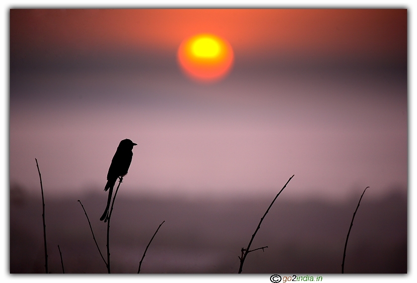 Drongo bird on a perch during Sun rise
