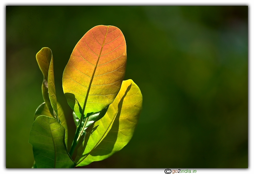 Color gradiented leaf
