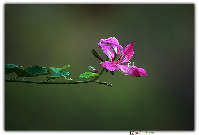 Jungle flower in a low light condition