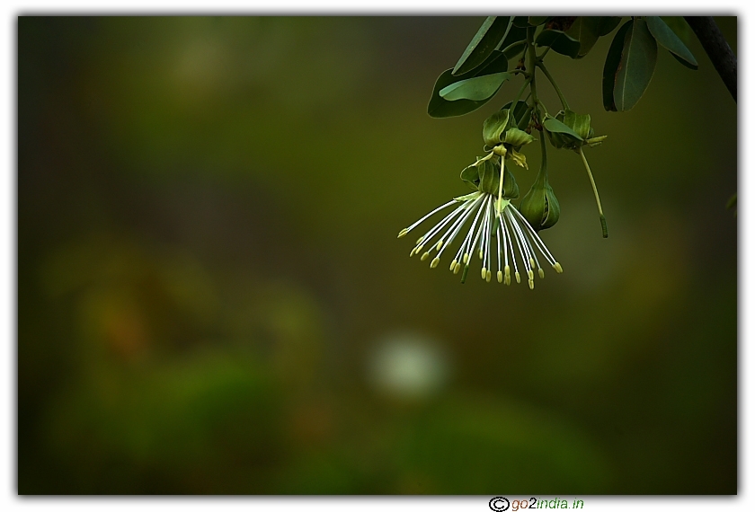 White flower in a jungle