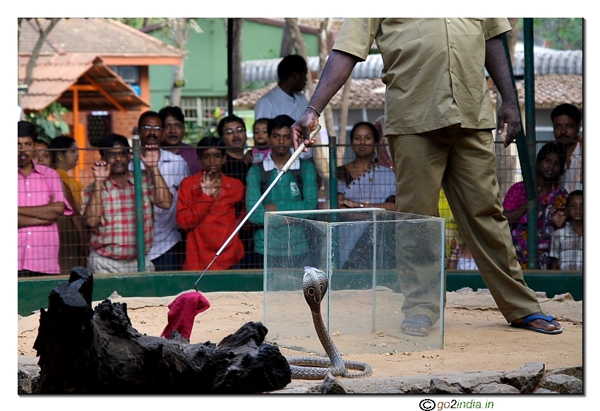 Demonstartino of Snaks at Snake park Chennai