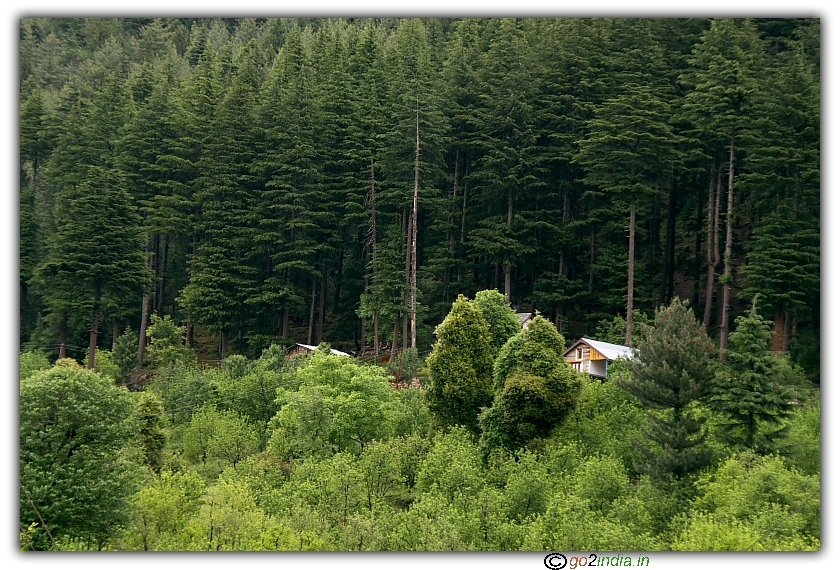 House surrounded by deodar tree at Khaknal, Manali Naggar road