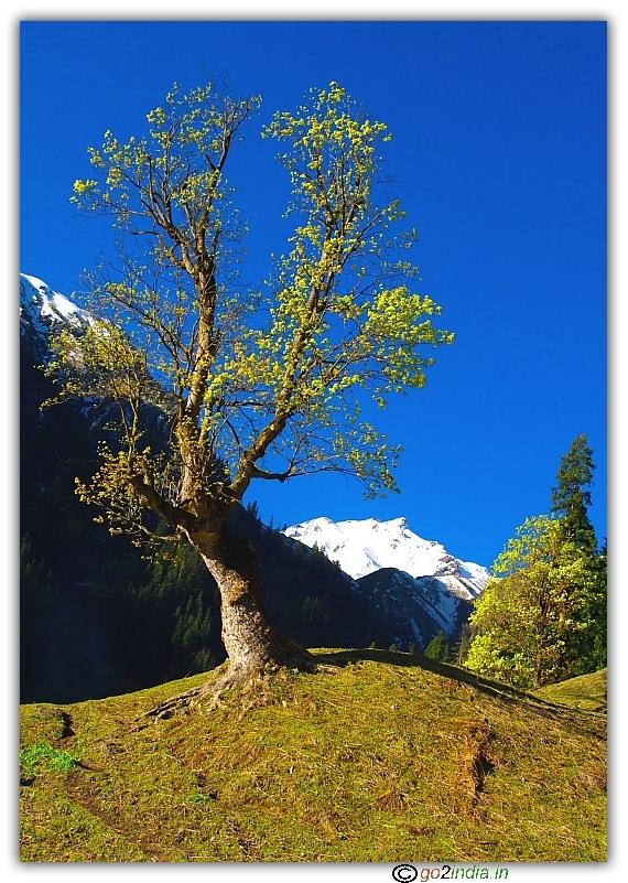 a beautiful land scape at Zirmi with tree and Himalayan peak