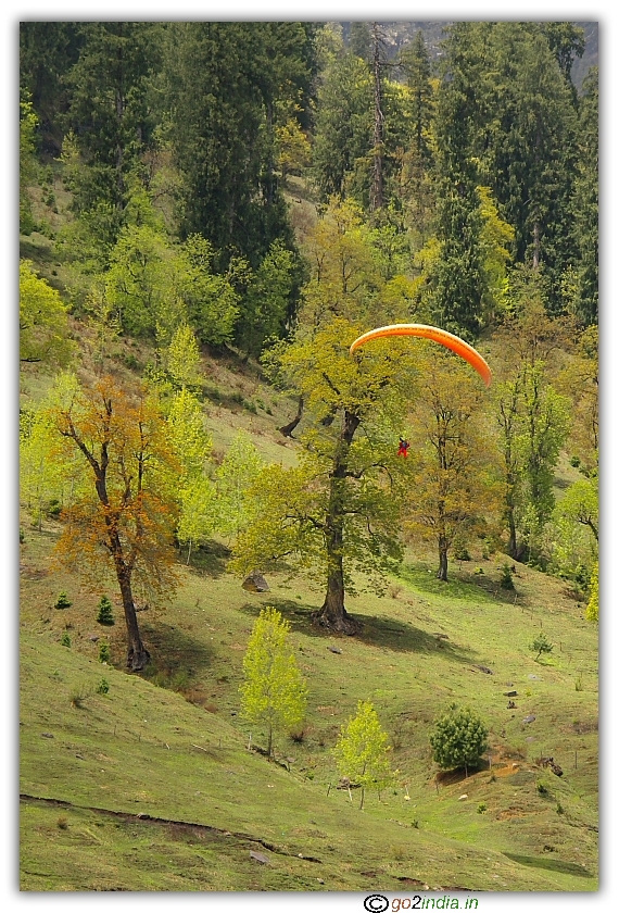 Green trees around Solang valley 