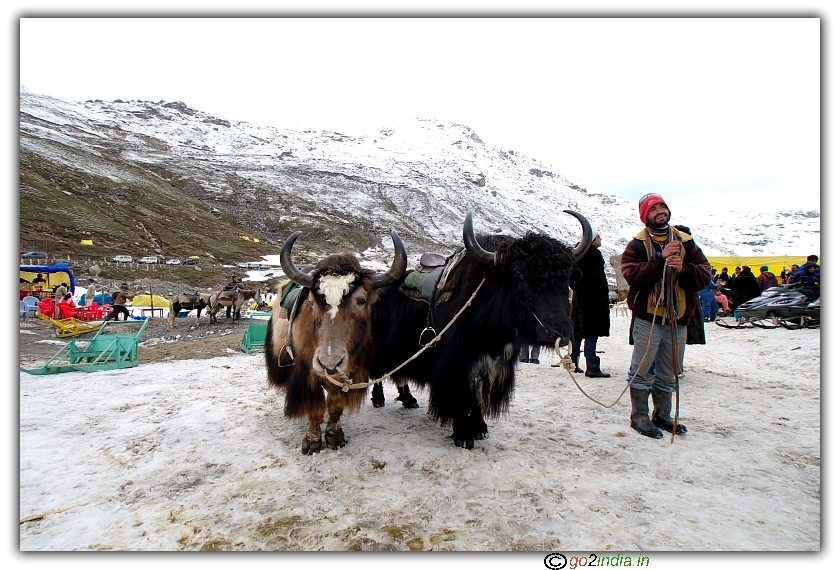 Person with Himalayan Bison for carrying kids to snow point