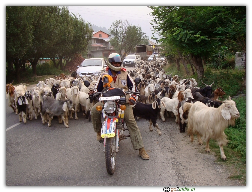 Goats at Himalayas