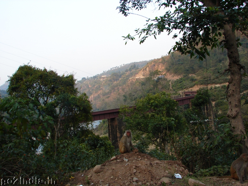 Bridges of Kangra train