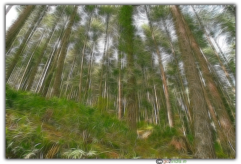Long Deodar trees seen during acclimatization trek  