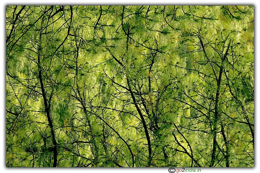 Abstract view of thick forest in acclimatization trek of Sarpass