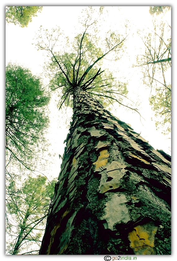 Pine tree seen during acclimatization trek 