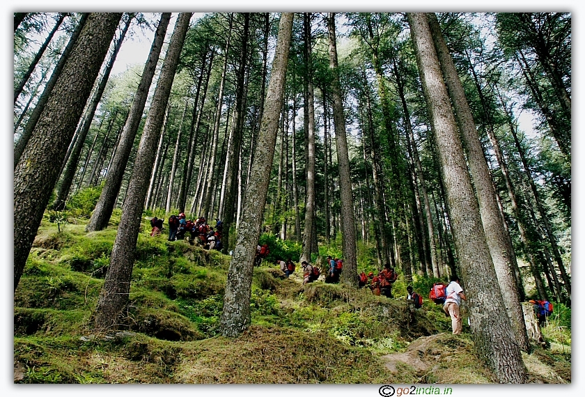 Acclimatization trek in thick forest with Deodar trees
