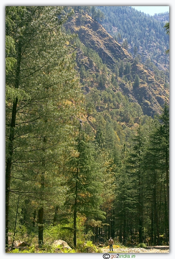 Huge Deodar trees near rappelling area