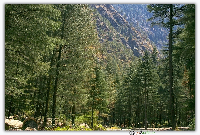 Pine trees near rappelling area of YHAI Sarpass trek