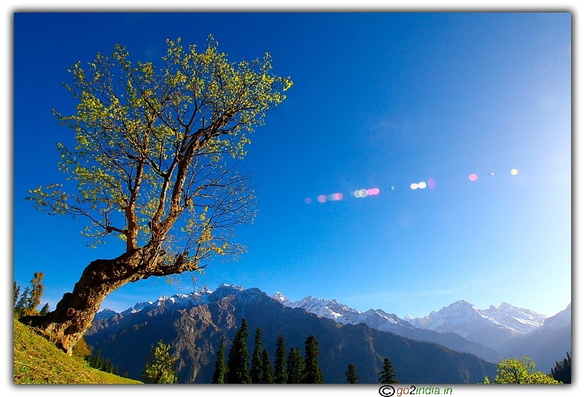 Sun light falling on a tree at Himalayas