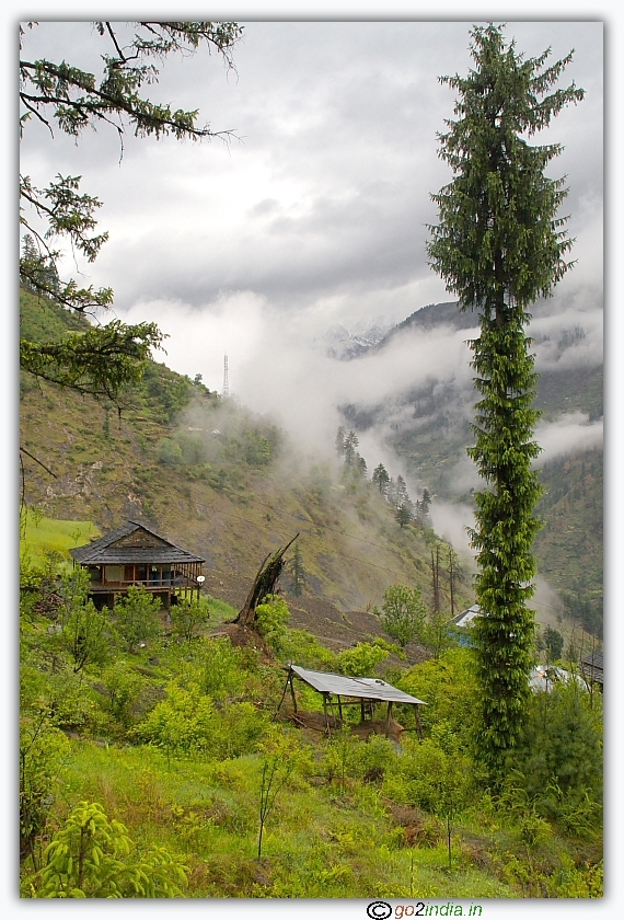 Tall tree and cloud on hills near Manali during trekking