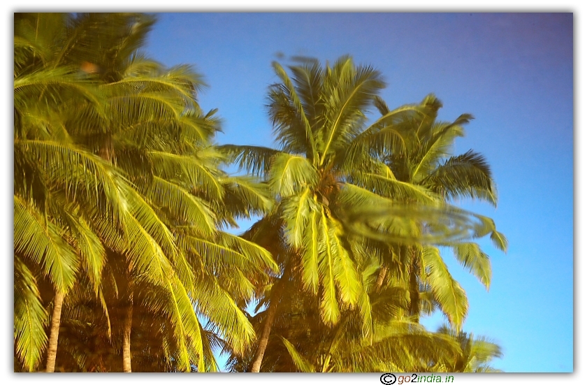 Coconut tree at beach area