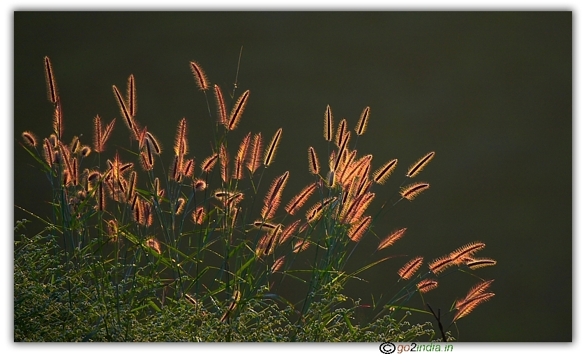 Early morning sunlight on leaves 