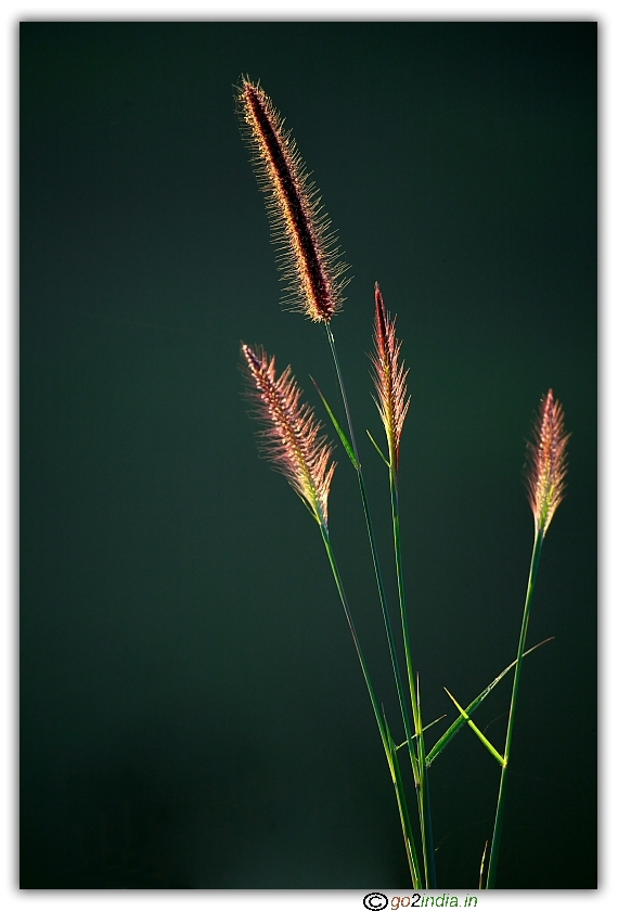 Close up photo of leaves 