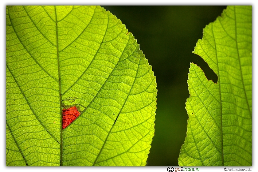 Leaves with red spots