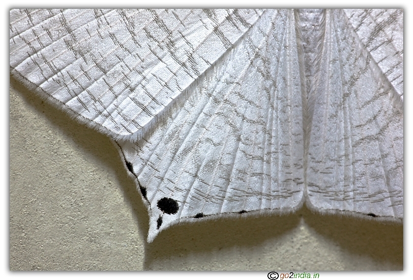 Spots on the feather of butterfly