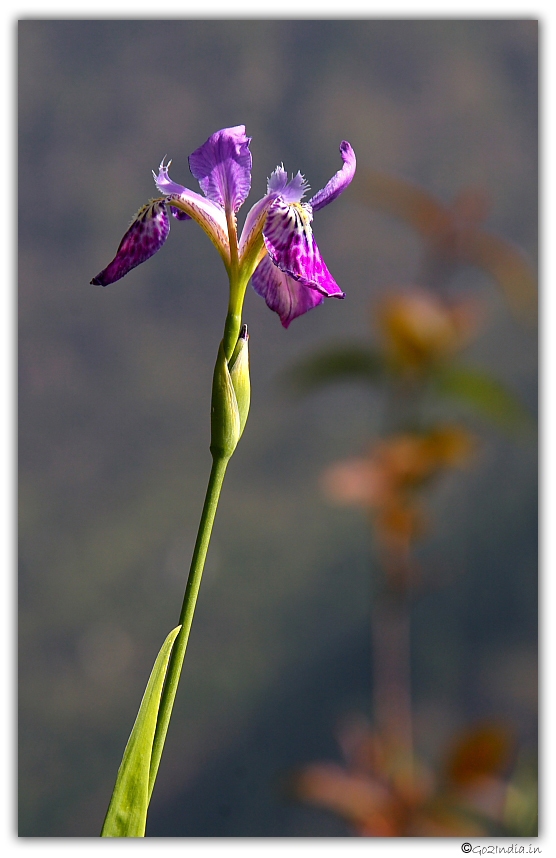 Orchid flower at Parbati valley near Guna Pani camp during Sarpass trek