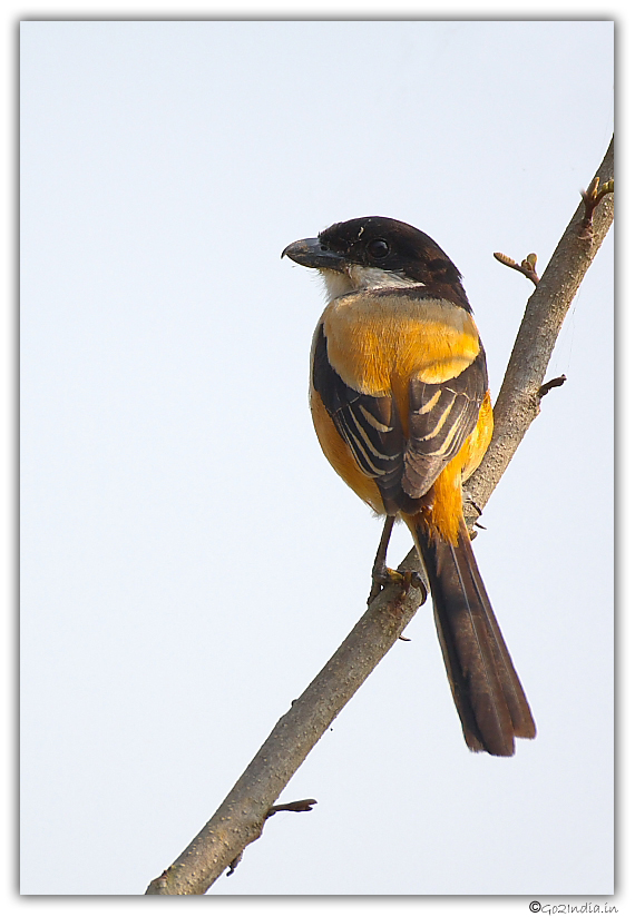 Tri color long tail shrike