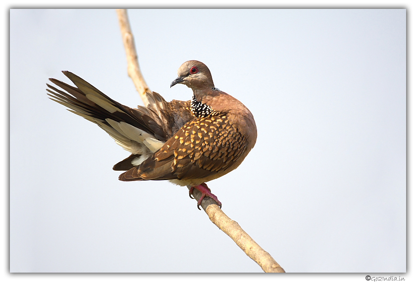 Spotted dove