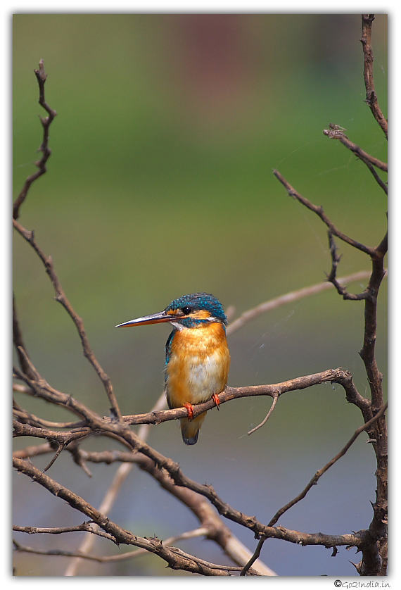 Bird at Purbasthali
