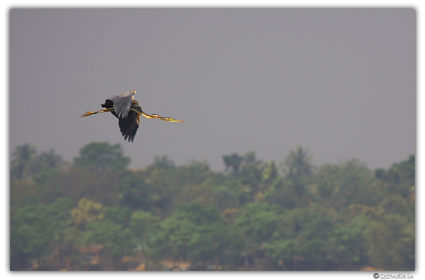 Purple Heron