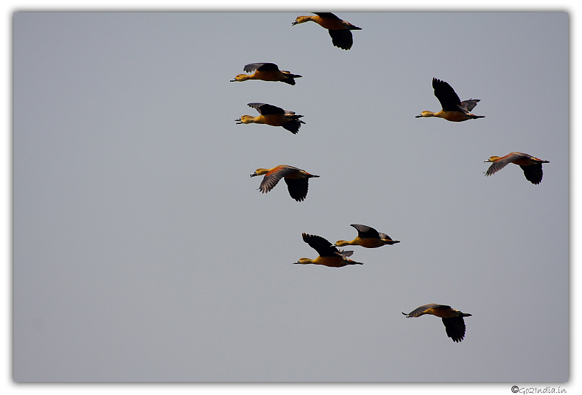 Bird at Purbasthali