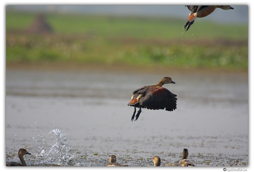 Bird at Purbasthali